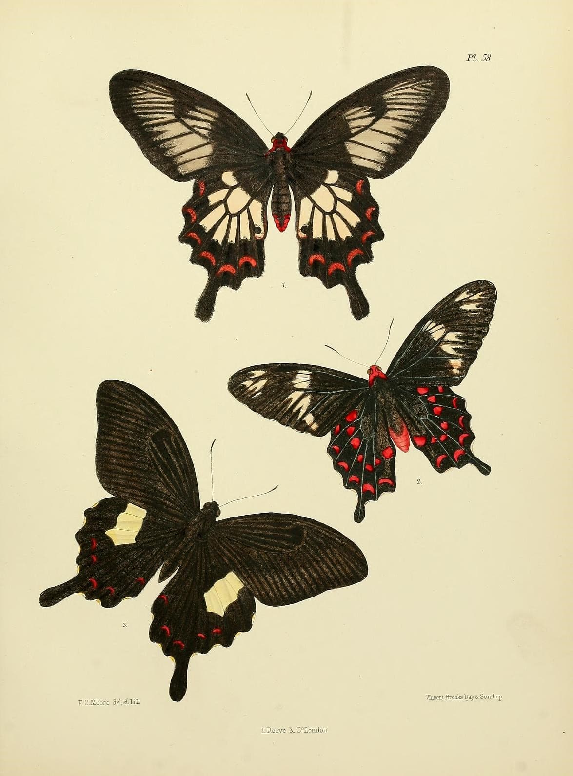 Butter Flies II