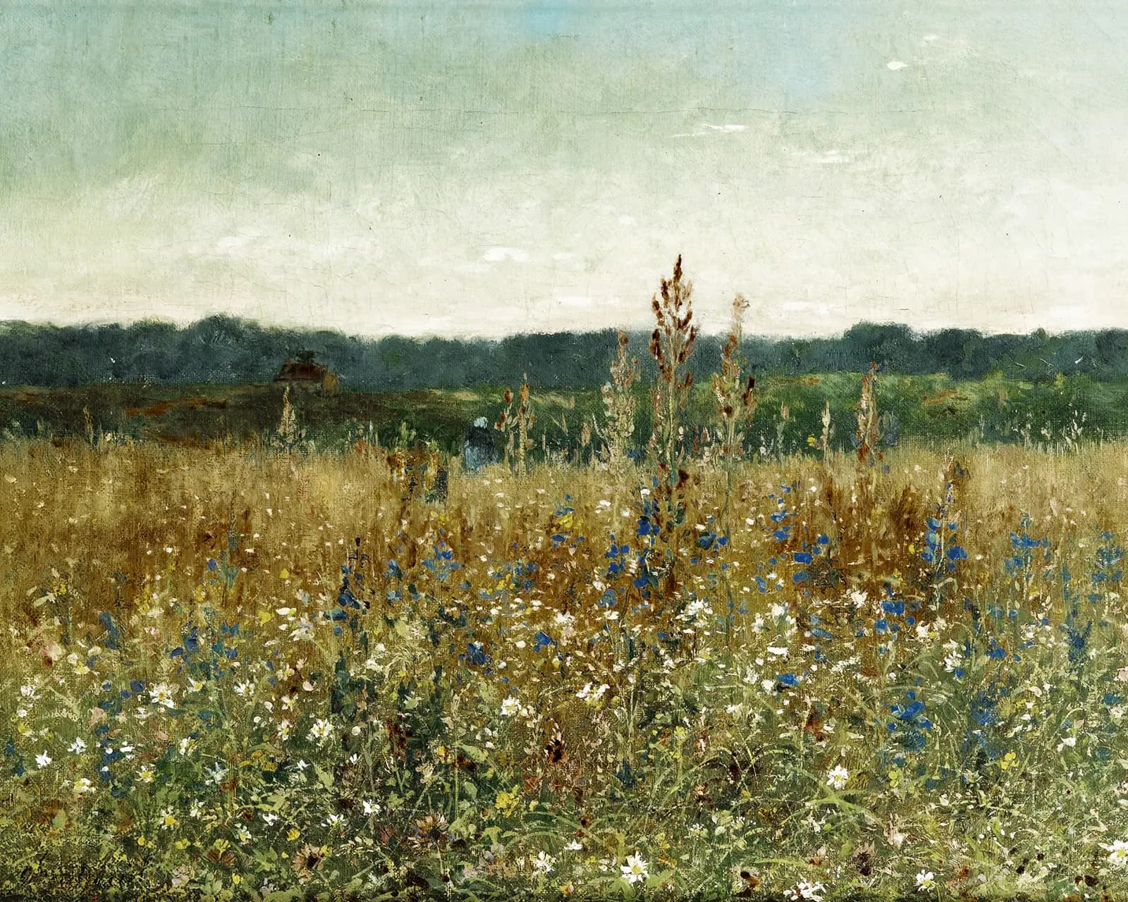 Chintreuil fleuri