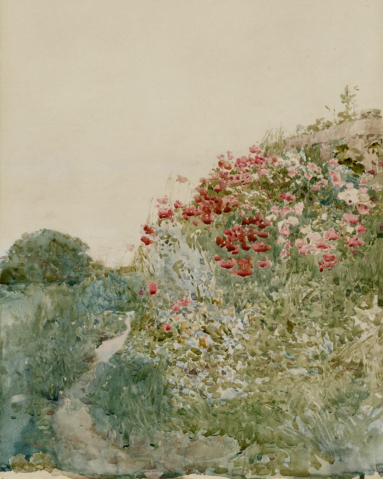 Poppies